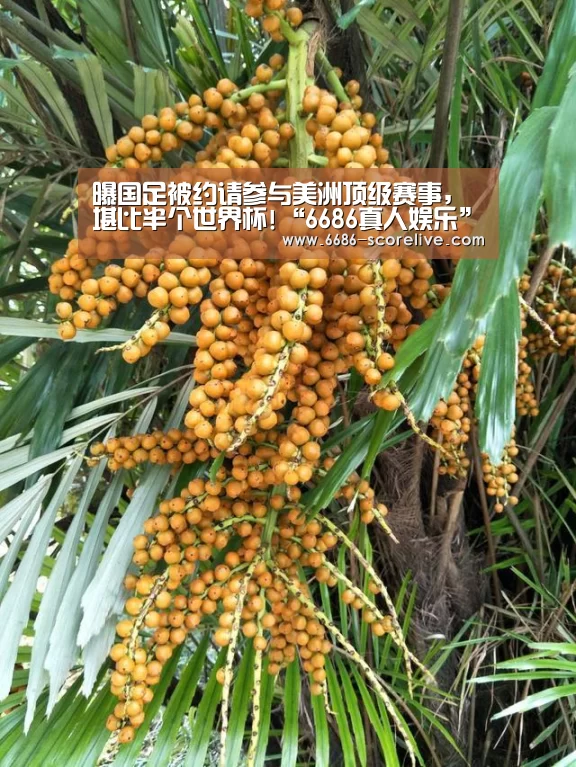 6686真人娱乐